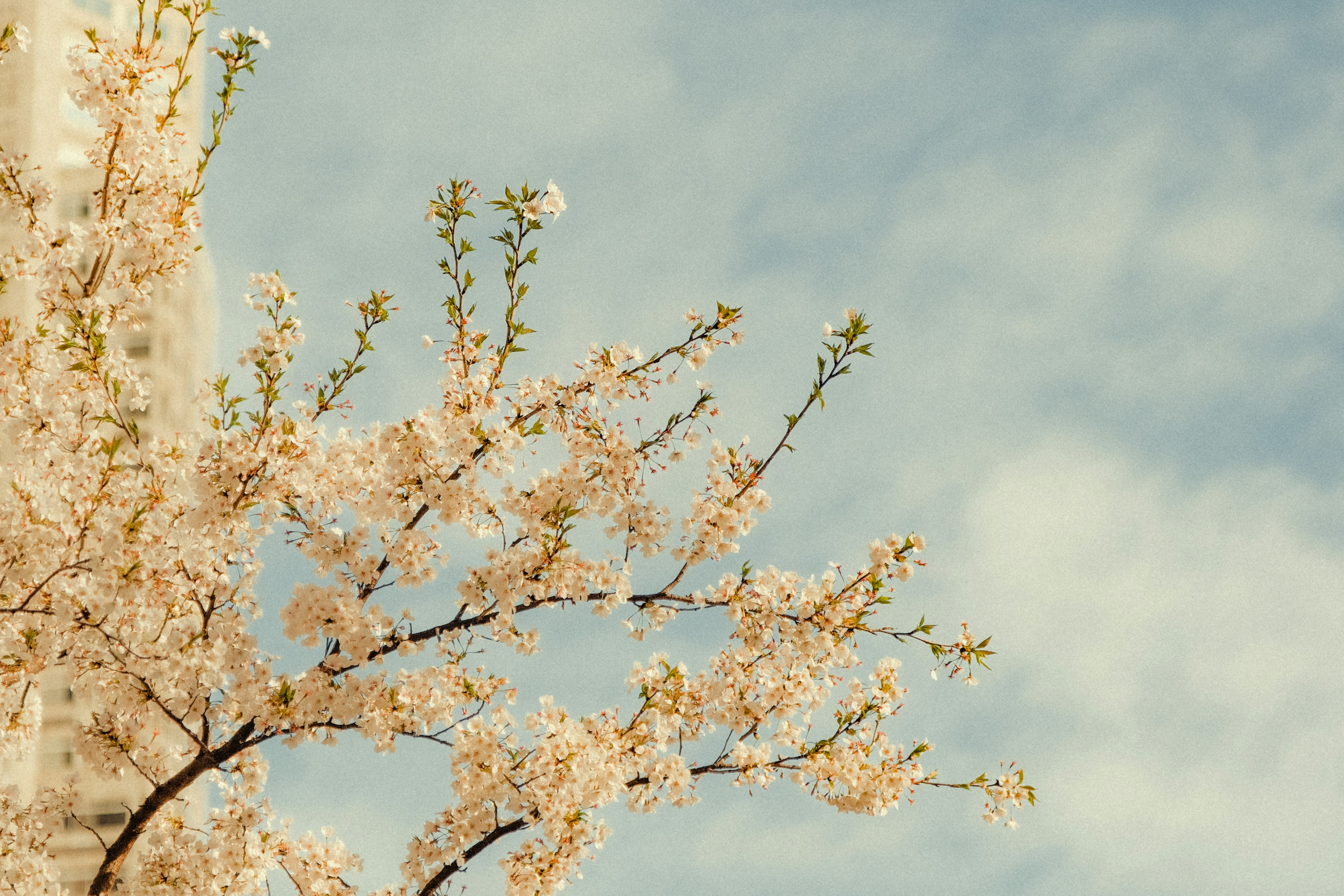 桜の風景と未来へ向かうイメージ